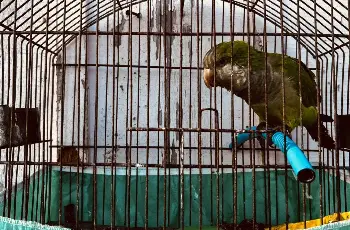 Galeria de Imagem