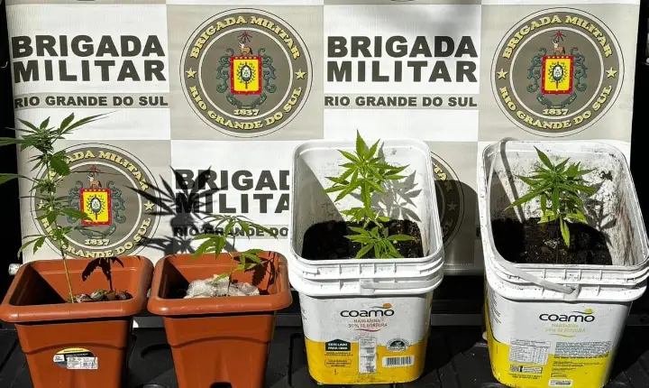 Brigada Militar de Guaporé prende homem por tráfico de drogas e apreende pés de maconha