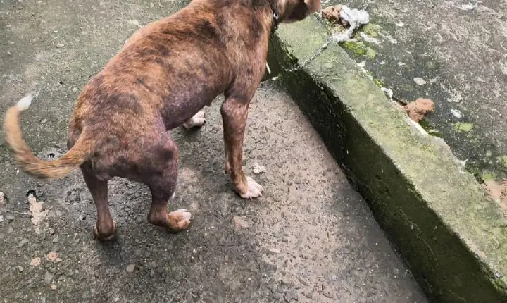 Cuidado com os cães: responsabilidade é um ato de amor