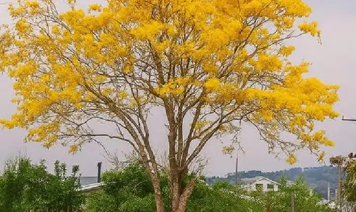 Encantado quer investir mais de R$ 1 milhão em arborização urbana
