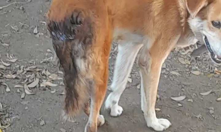 Encantado registra a primeira prisão por maus-tratos a animal