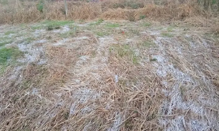 Geada cobre os campos da região e reforça a chegada do inverno gaúcho