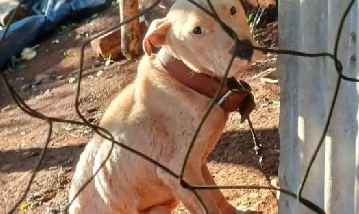 MULHER É PRESA EM FLAGRANTE POR MAUS-TRATOS A ANIMAIS EM CIRÍACO