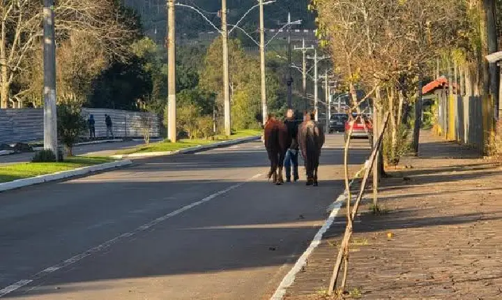 Negligência: Animais soltos nas ruas acendem alerta em Guaporé