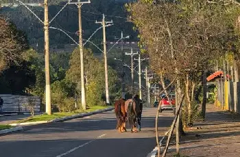 Galeria de Imagem