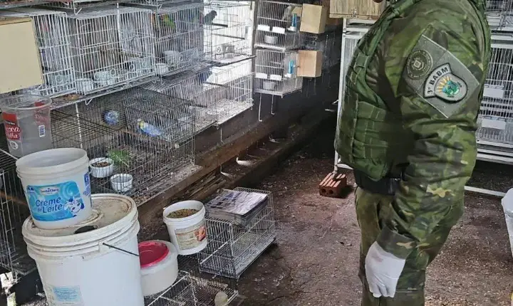 Polícia Ambiental flagra criadouro irregular de aves e resgata papagaio ameaçado de extinção em Vila Maria