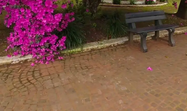 PRA NÃO DIZER QUE NÃO FALEI DAS FLORES...