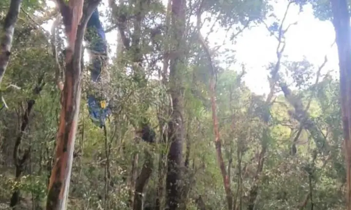 QUEDA DE ULTRALEVE EM GUAPORÉ PROVOCA MORTE DE PILOTO E MOBILIZA EQUIPES DE RESGATE