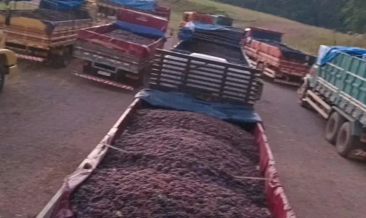 Uva: o produto que move a nossa economia