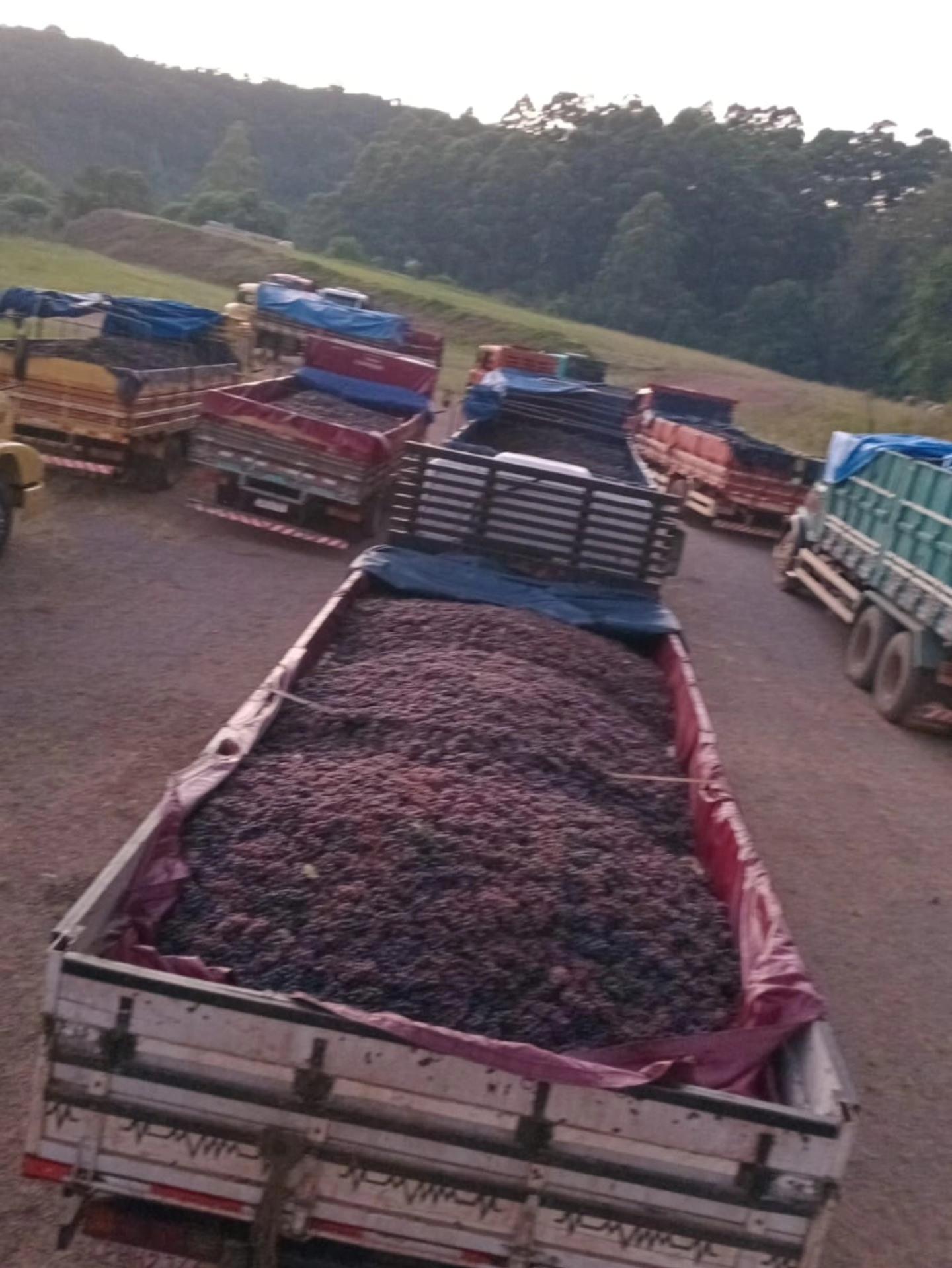 Uva: o produto que move a nossa economia