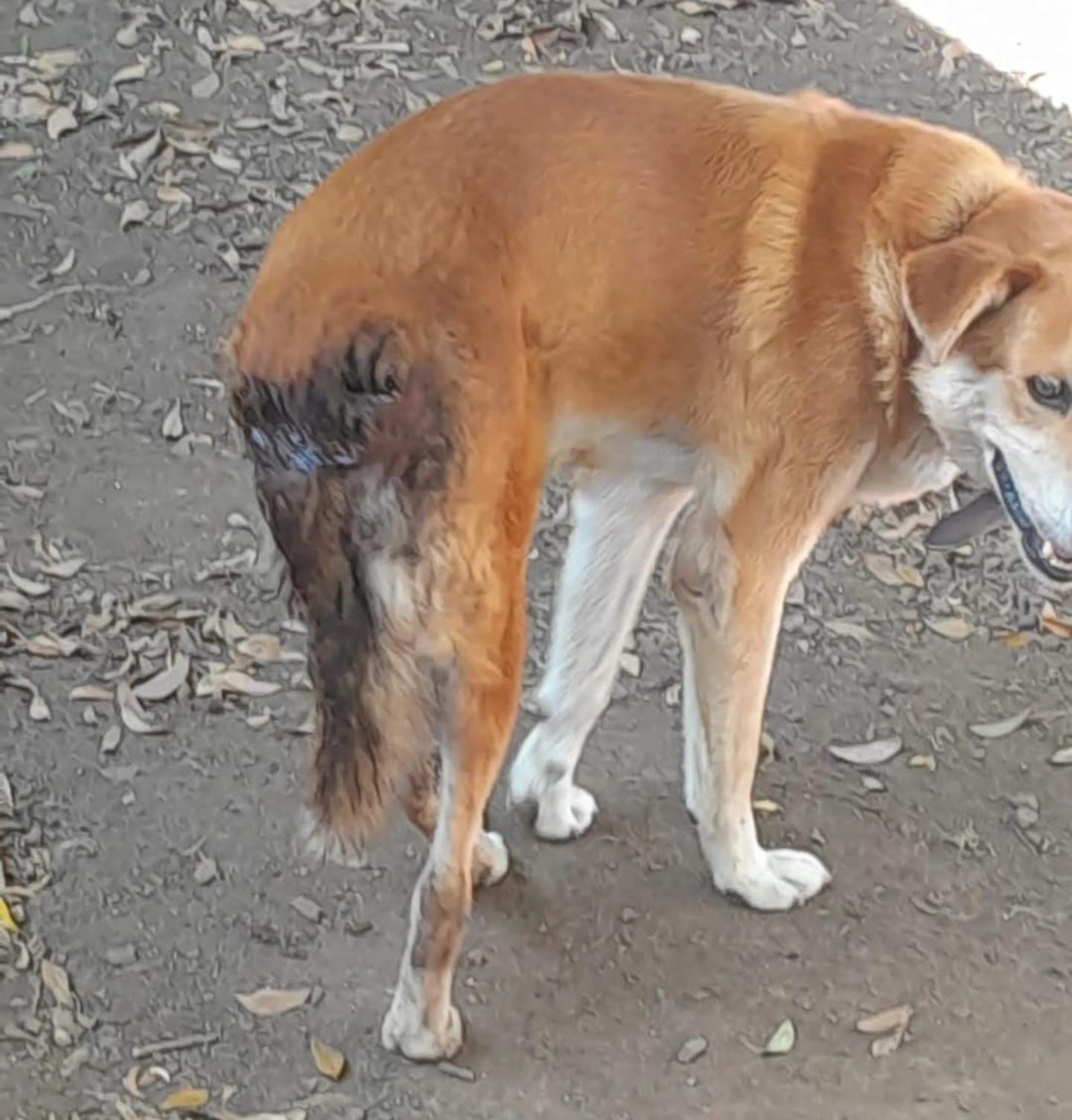 Encantado registra a primeira prisão por maus-tratos a animal