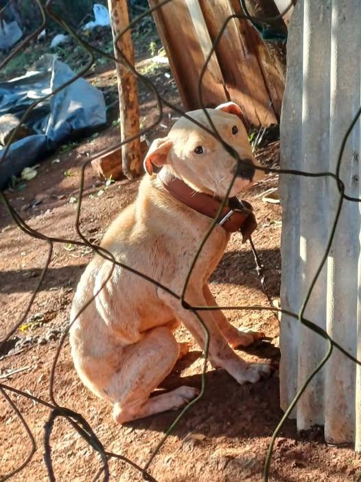 MULHER É PRESA EM FLAGRANTE POR MAUS-TRATOS A ANIMAIS EM CIRÍACO