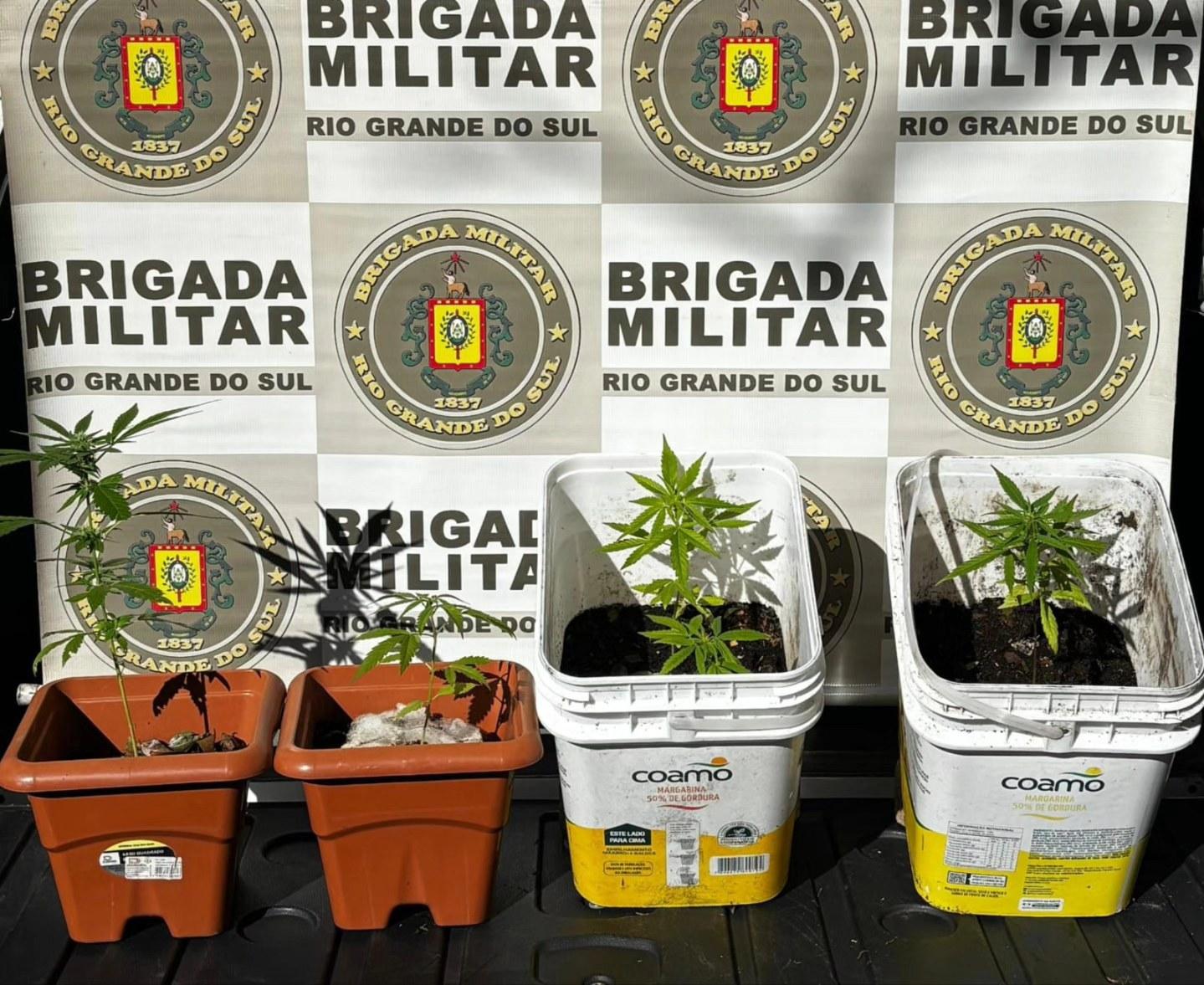 Brigada Militar de Guaporé prende homem por tráfico de drogas e apreende pés de maconha