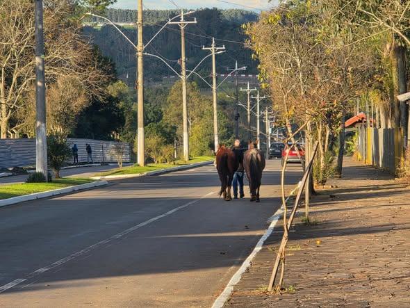 Negligência: Animais soltos nas ruas acendem alerta em Guaporé