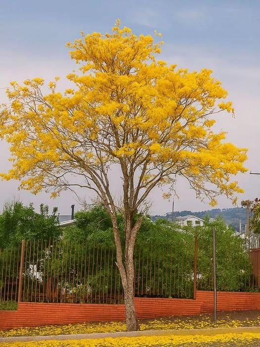 Encantado quer investir mais de R$ 1 milhão em arborização urbana