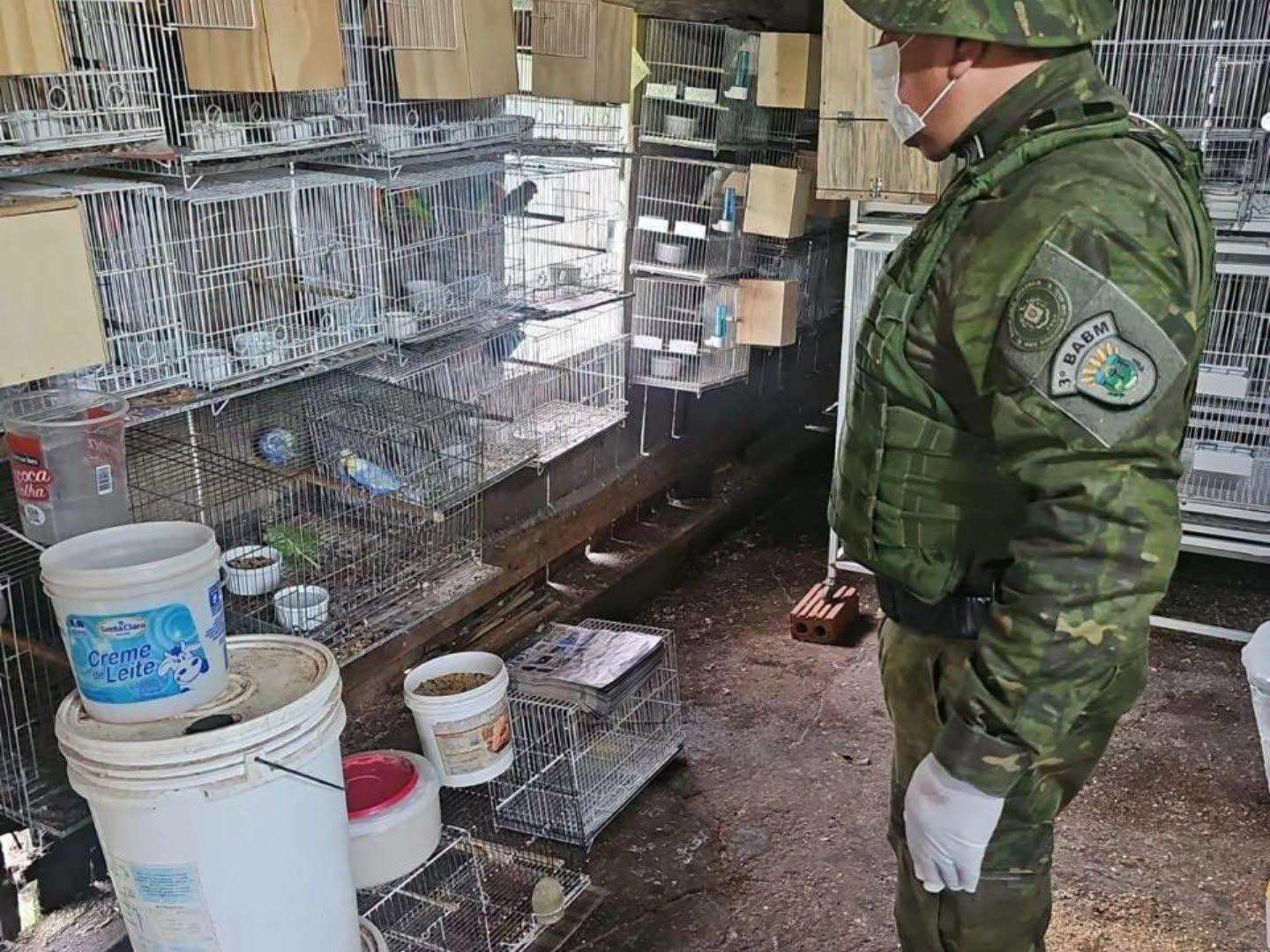 Polícia Ambiental flagra criadouro irregular de aves e resgata papagaio ameaçado de extinção em Vila Maria